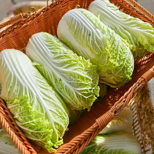 Baby Napa Cabbage Seeds