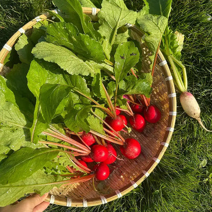 Cherry Radish