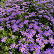 Purple Daisy Seeds