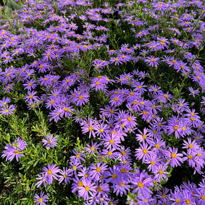 Purple Daisy Seeds