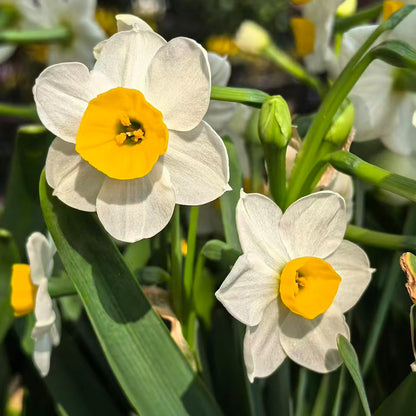 Daffodils Seeds
