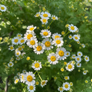 Chamomile Seeds