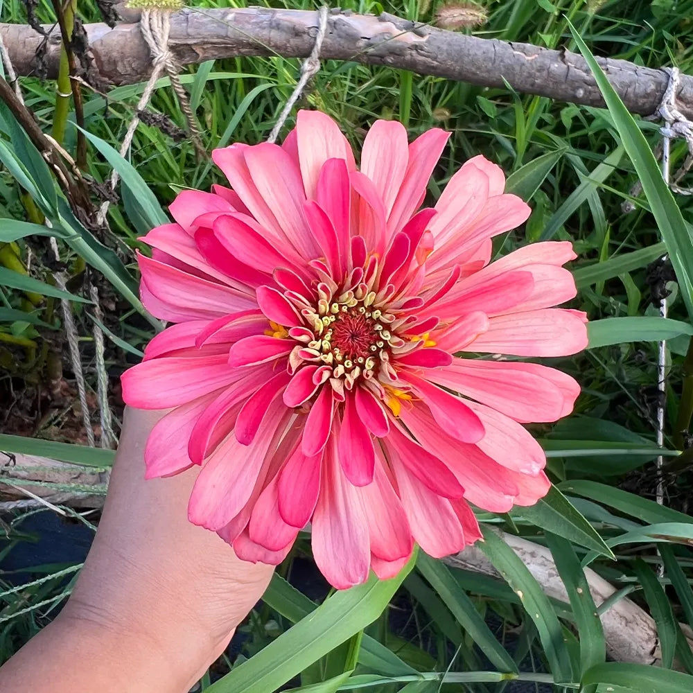 Pink Zinnias Seeds