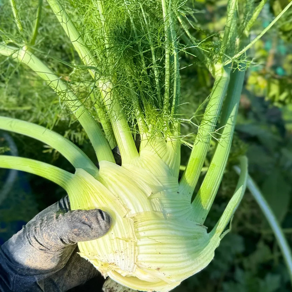 Bulbing Fennel Seeds