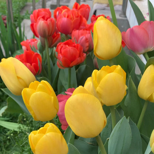 Tulips Seeds