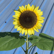 Summer Lemonade Sunflower Seeds