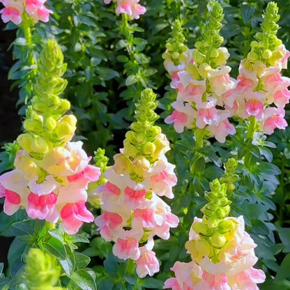 Snapdragons Seeds