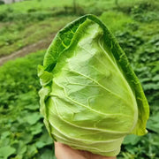 Pointed  Cabbage Seeds