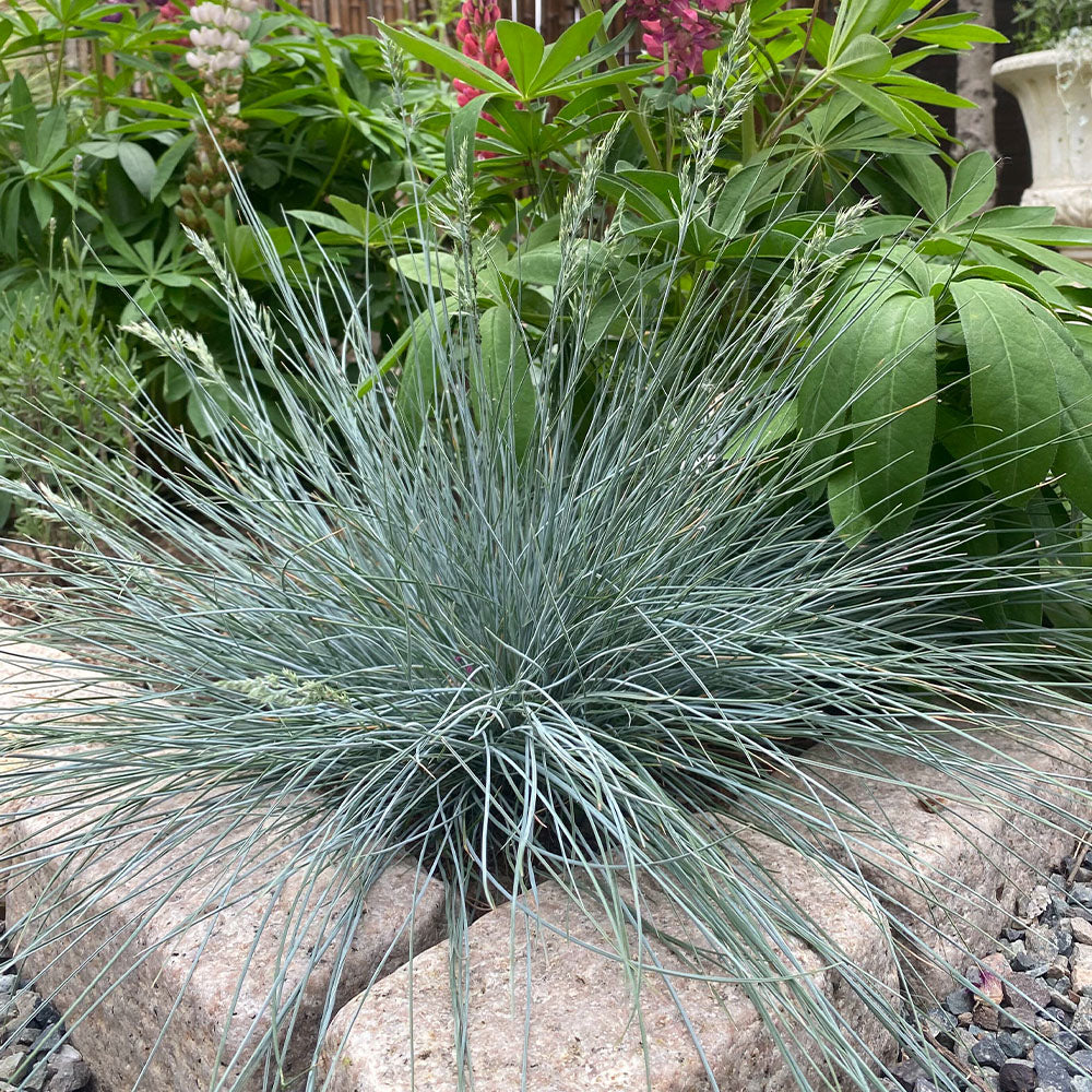 Blue Fescue Seeds