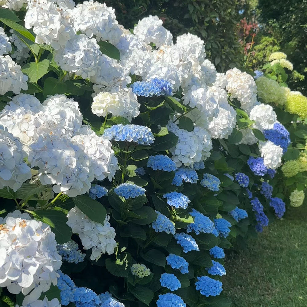 Hydrangeas Seeds