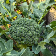 Broccoli Seeds