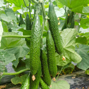Heirloom Chinese Cucumbers Seeds