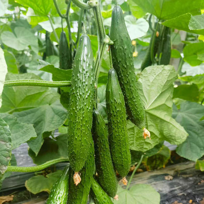 Heirloom Chinese Cucumbers Seeds
