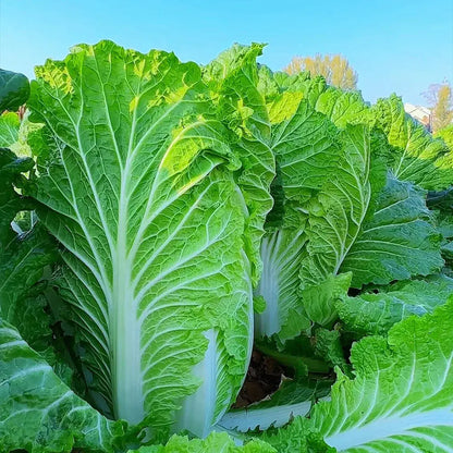 Chinese Cabbage Seeds