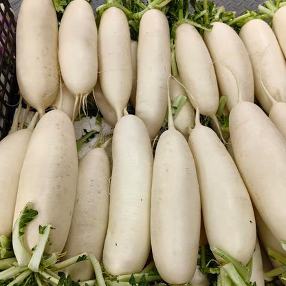 Radishes Seeds