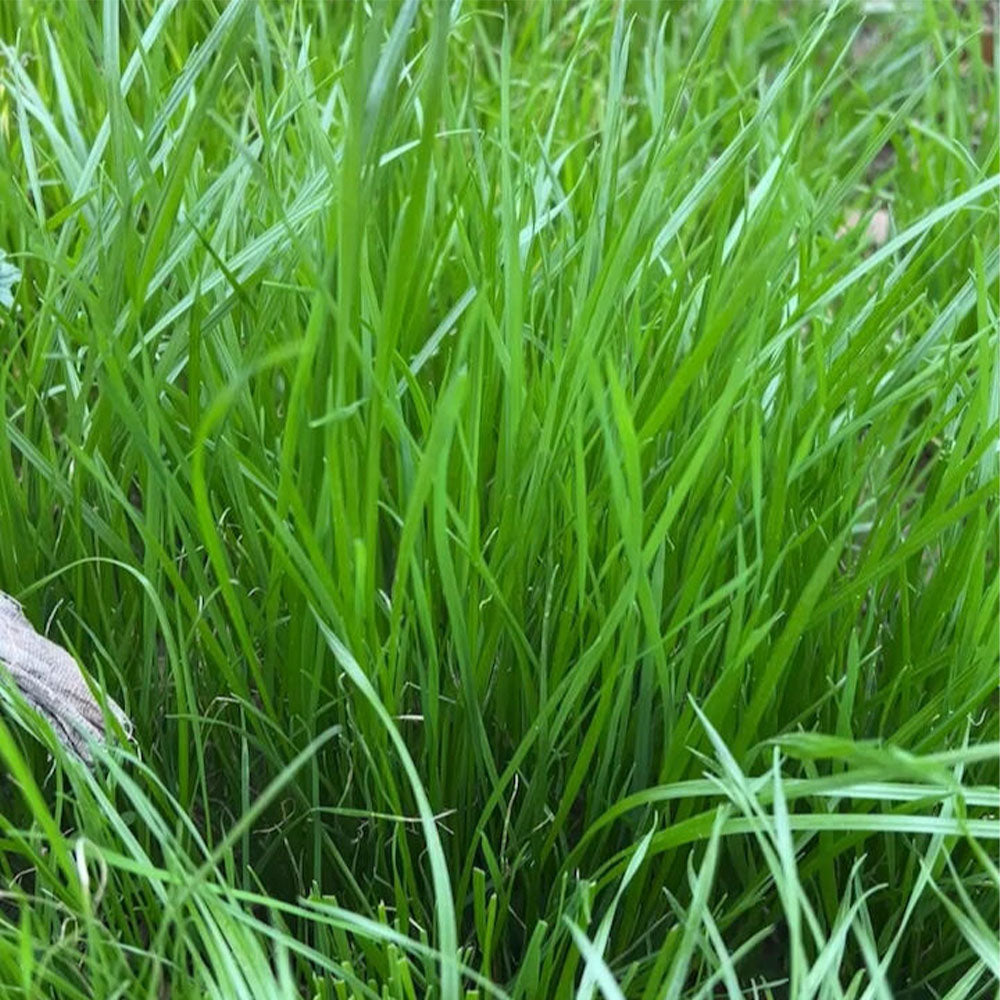 Perennial Ryegrass Seeds