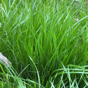 Perennial Ryegrass Seeds