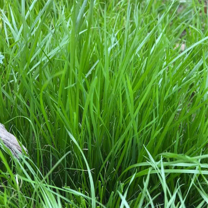 Perennial Ryegrass Seeds