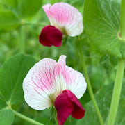 Sweet Peas Seeds