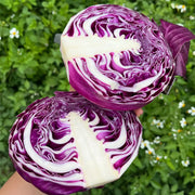 Red/Purple Cabbage Seeds