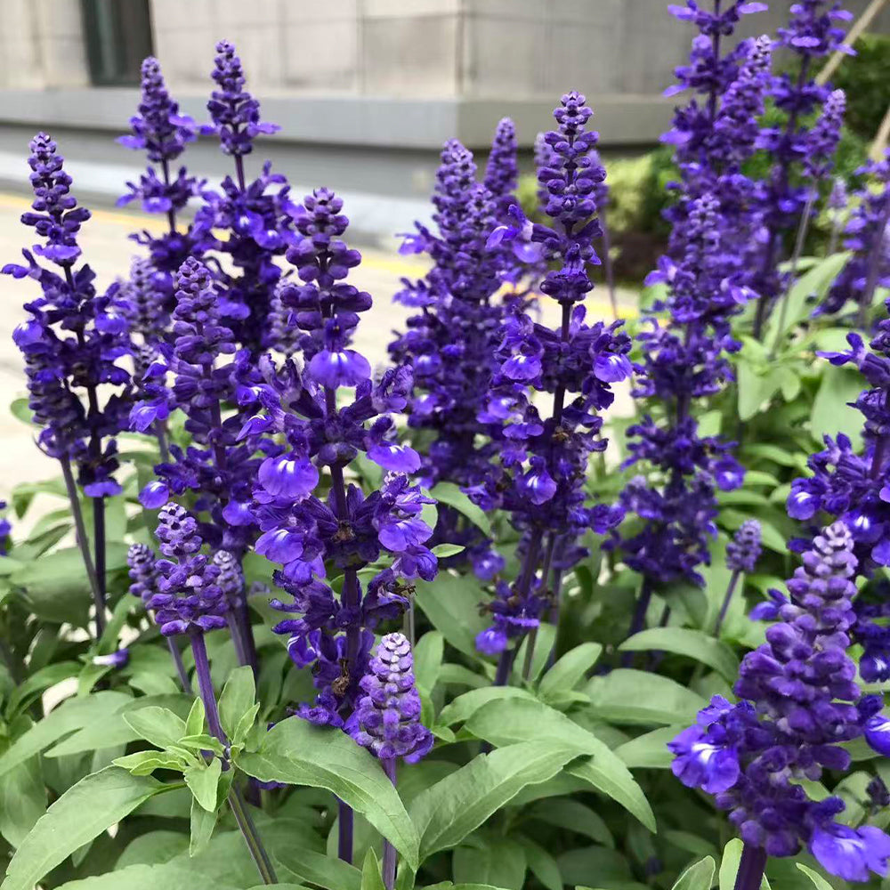Salvia Seeds