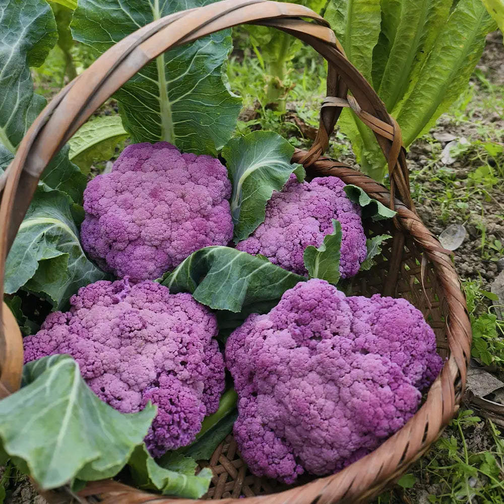 Purple Cauliflower Seeds