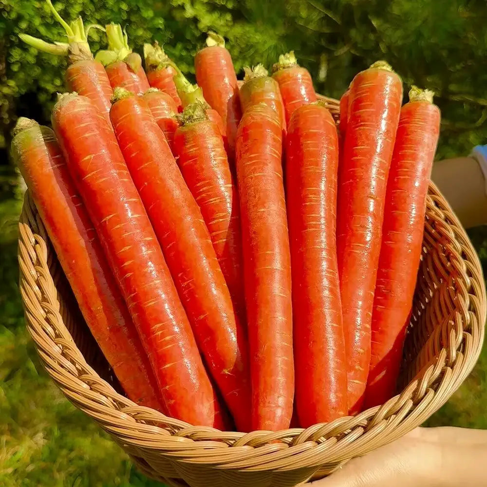 Top Flavor Carrots Seeds