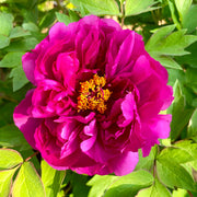 Peonies Seeds