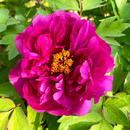 Peonies Seeds