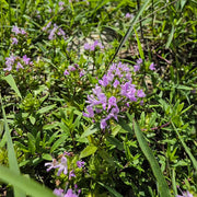 Thyme Seeds