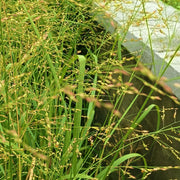 Switchgrass Seeds