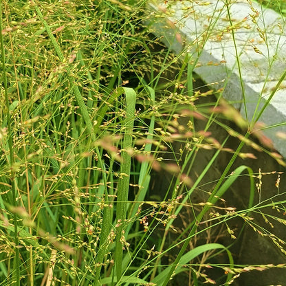 Switchgrass Seeds