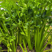 Stalk Celery Seeds