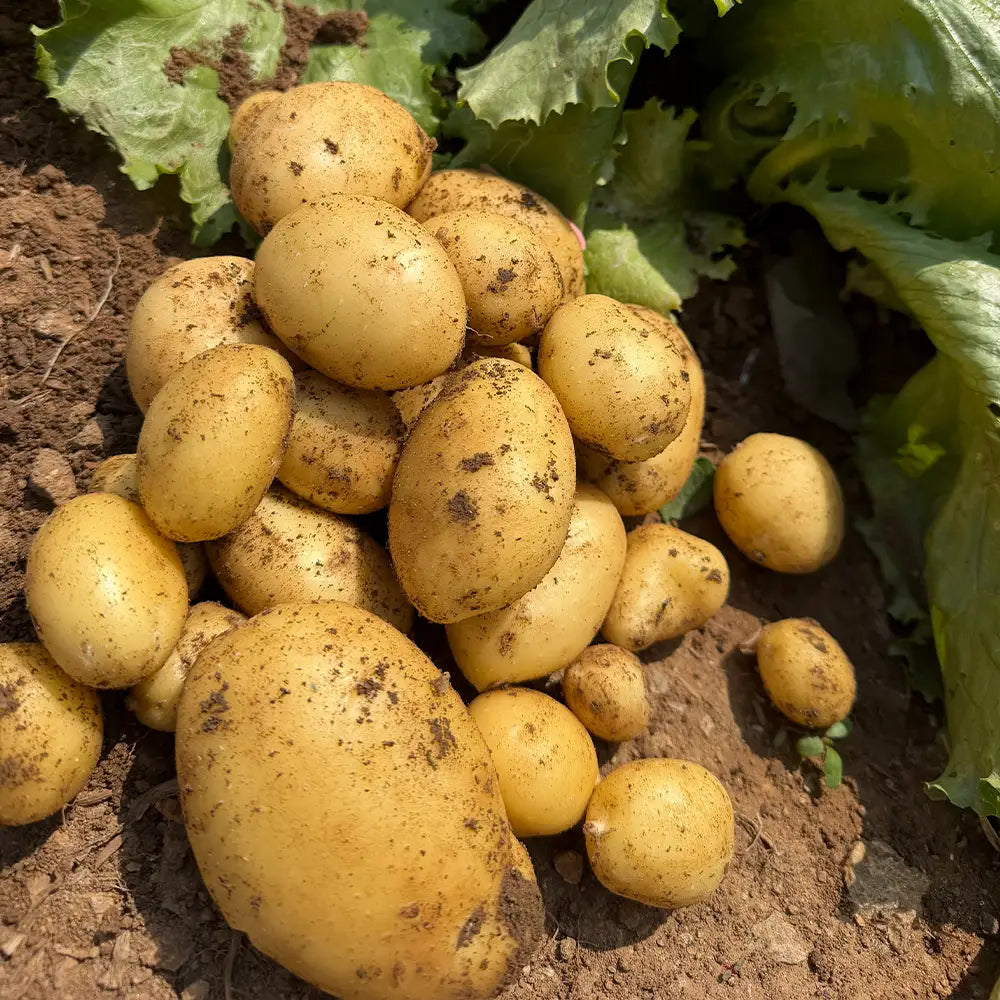 Potatoe Seeds