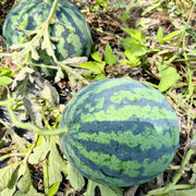 Watermelon Seeds