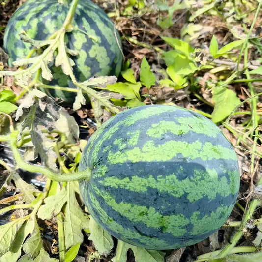 Watermelon Seeds