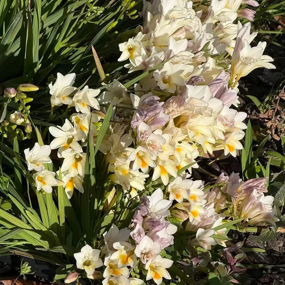 Freesia Seeds