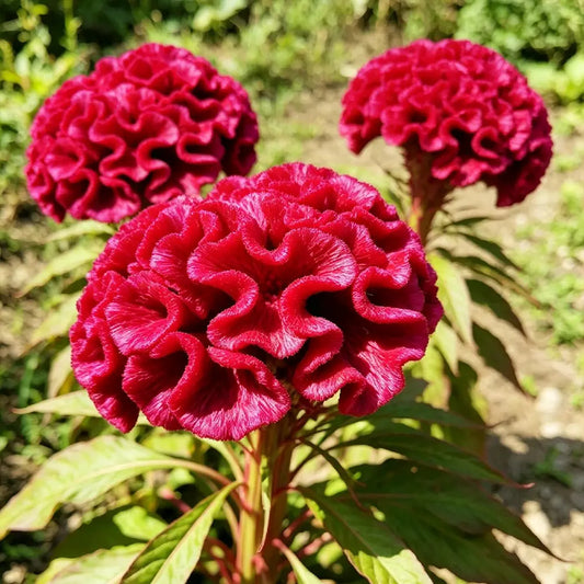 Red Cockscomb Seeds
