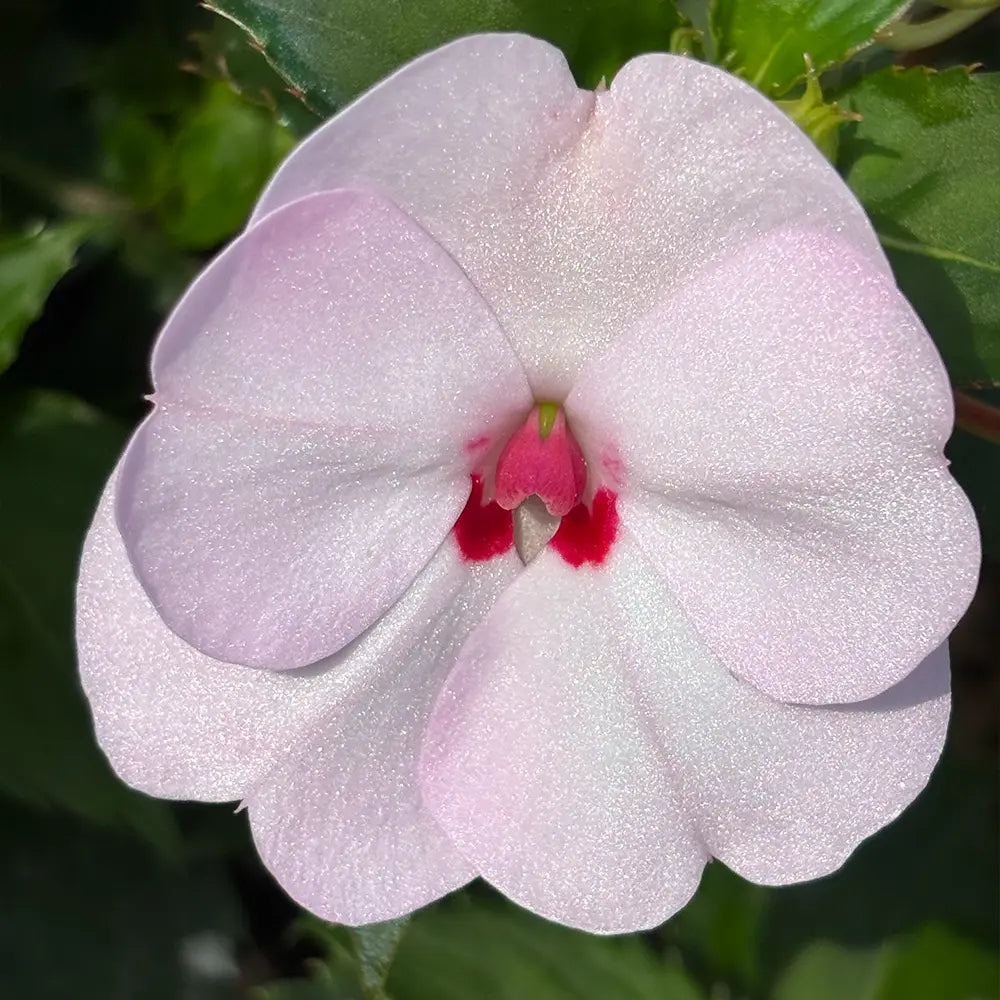White Impatiens  Seeds