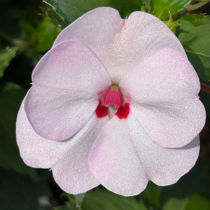 White Impatiens  Seeds
