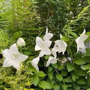 White Platycodon Seeds