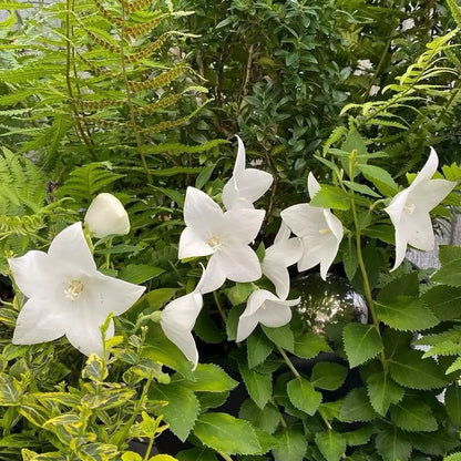 White Platycodon Seeds