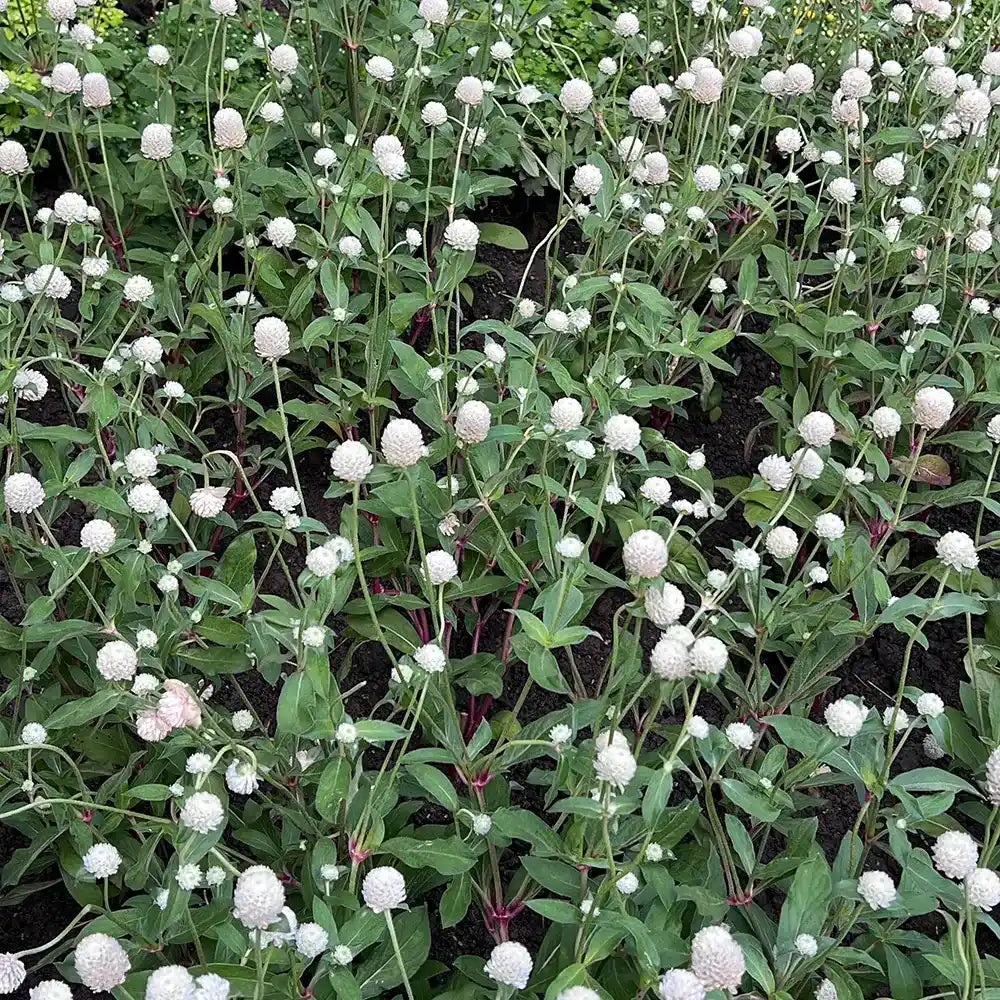 White Gomphrena Seeds