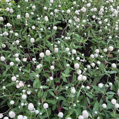 White Gomphrena Seeds