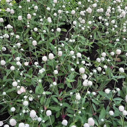 White Gomphrena Seeds