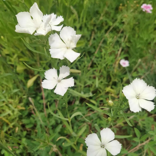 White Dianthus Seeds