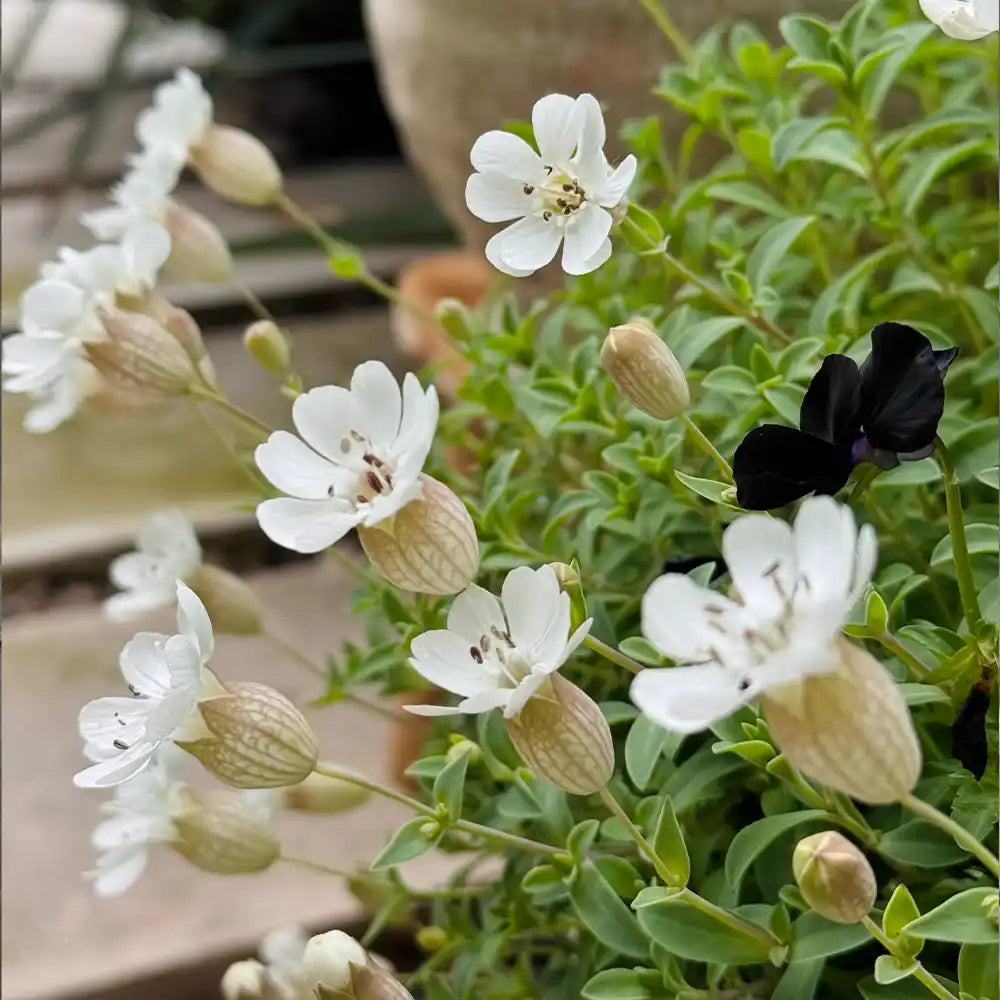 White Catchfly Seeds