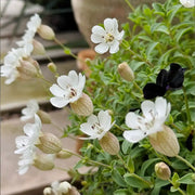 White Catchfly Seeds