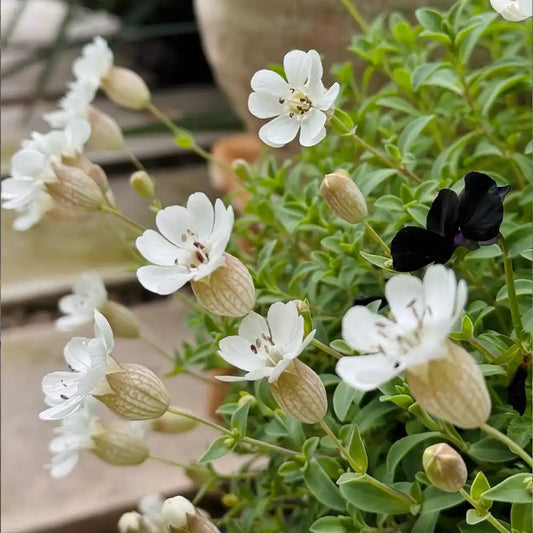 White Catchfly Seeds
