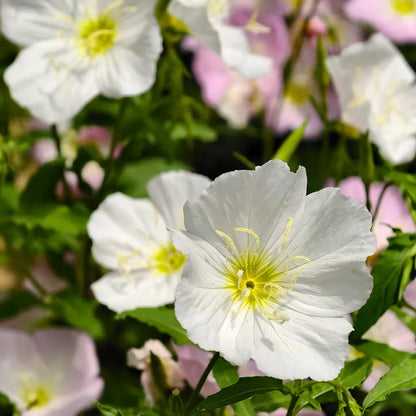 White Oenothera Seeds